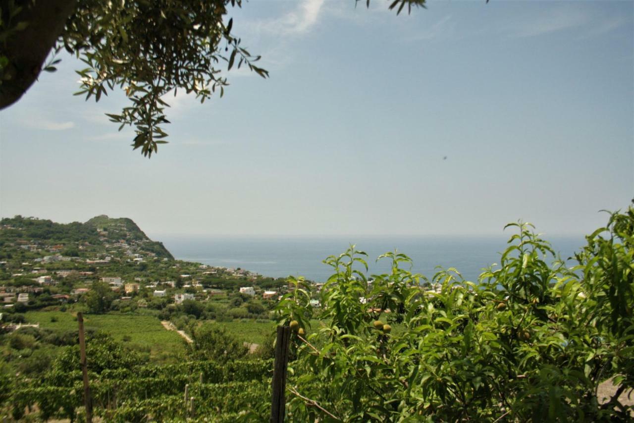 Casa Ischitana Διαμέρισμα Forio di Ischia Εξωτερικό φωτογραφία